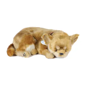11Original - Chihuahua