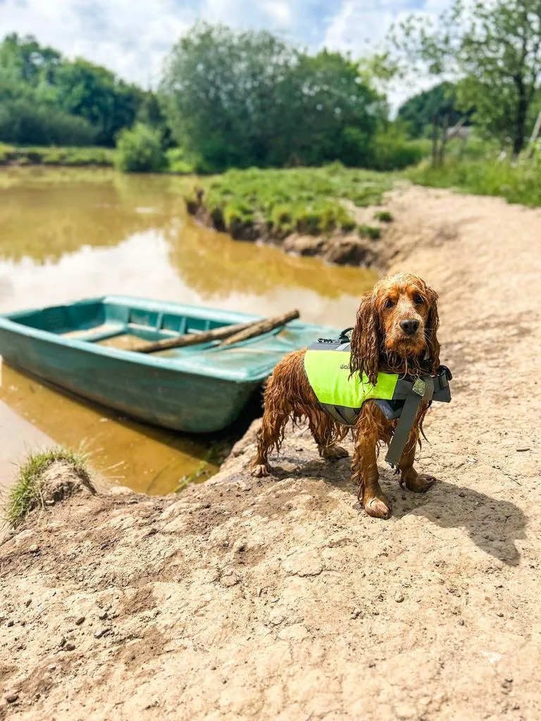 Dog Life Jacket by Walksters