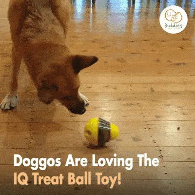 IQ Treat Toy