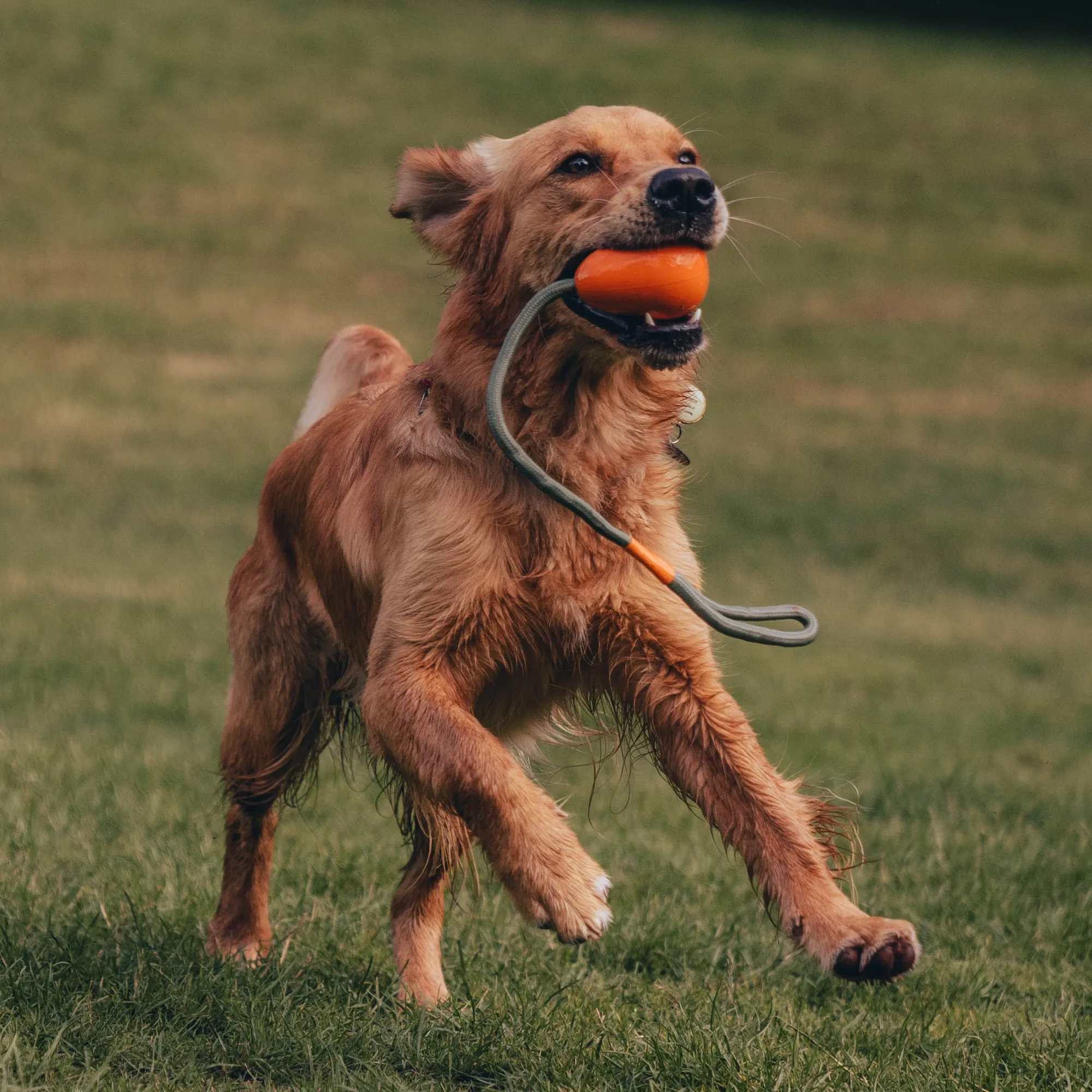 Natural Rubber Slinger Pebble Toy