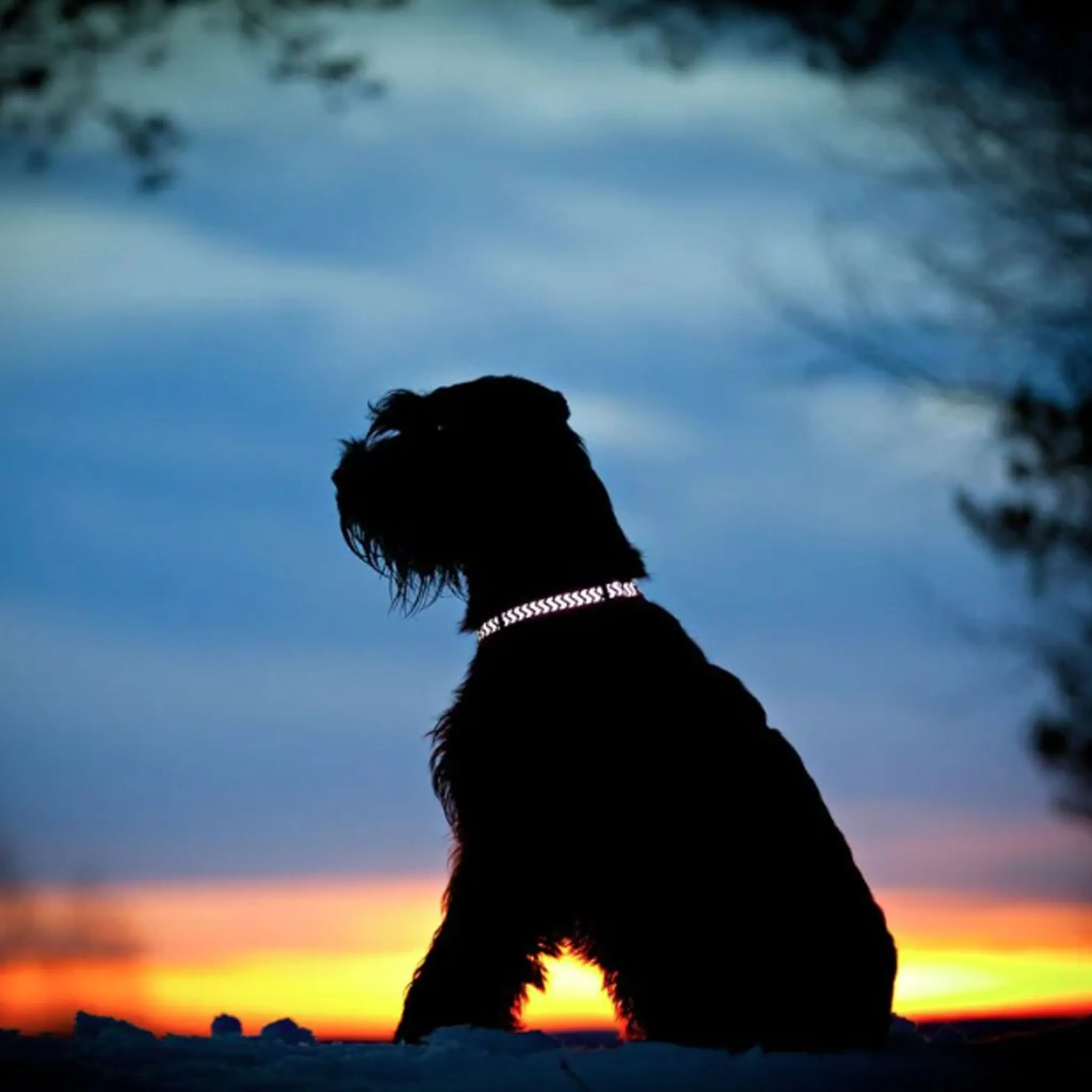 Red Dingo Pink Reflective Ziggy Dog Collar