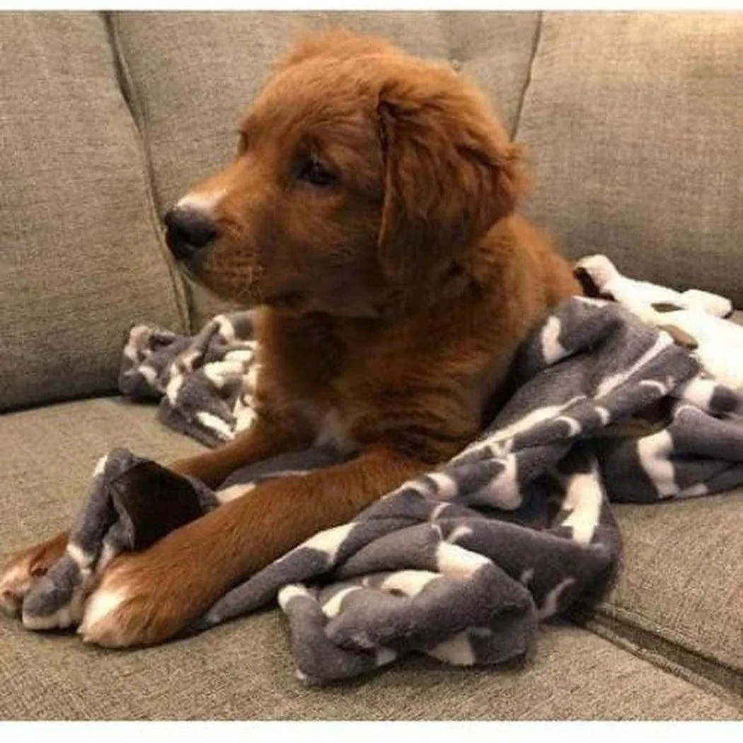 Tall Tails Icon Blanket