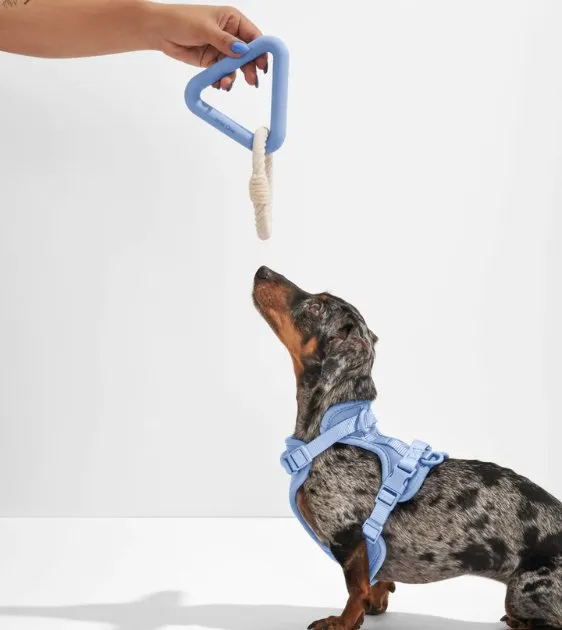 Wild One Triangle Tug Dog Chew Toy (Moonstone)